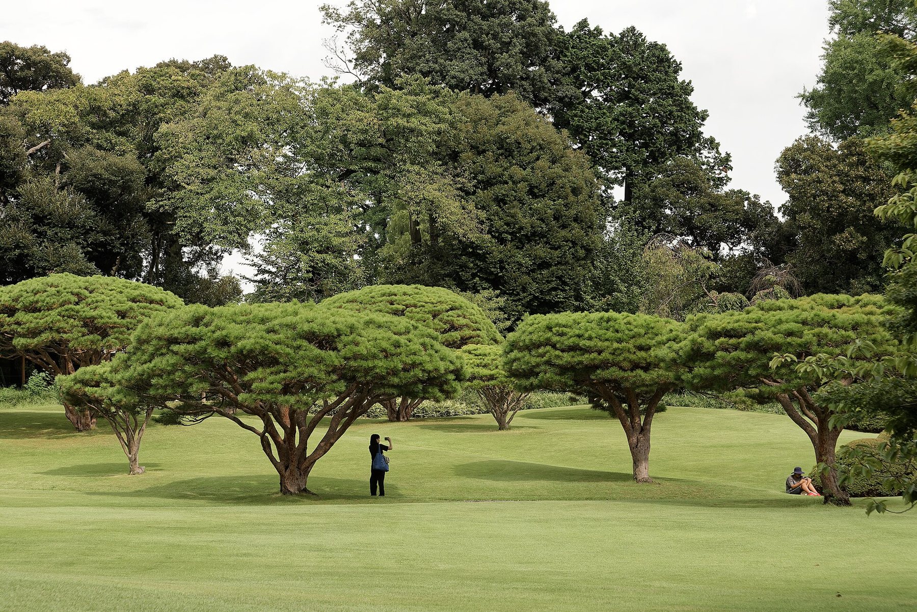 Trees and lawn in Shinjuku Gyoen National Garden, photographed in August 2024